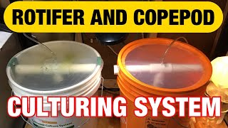 Rotifer and Copepod Culturing System How to raise rotifers and copepods [upl. by Margery]