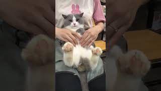 BaChen BBQ  Hanoi 😂cat aiwallpaper kitten funnycats [upl. by Krilov]