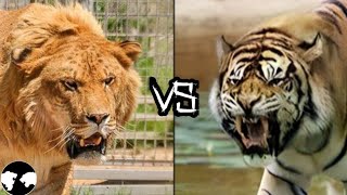 LIGER vs NGANDONG TIGER  Who will win [upl. by Mildred982]