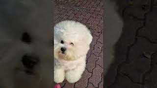 PATRICIA😍25 years kennelBrightStarDog PatriciaBrightStarDog bichonkp bichonfrise cutebichon [upl. by Mikel]