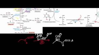 Biochemistry  Catabolism of Threonine amp Methionine to SuccinylSCoA [upl. by Aloke409]