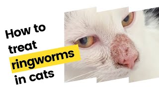 How we treat fungus ringworms in cats [upl. by Aihsatal503]