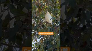 Corella Cockatoo Sounds A unique Australian Parrot 🦜 corella bird sounds [upl. by Mayap]