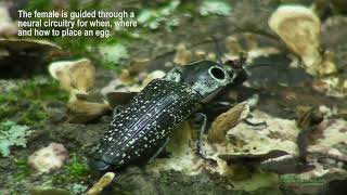 Eyed Clickbug Alaus oculatus Ovipositing [upl. by Turino860]