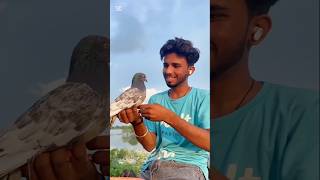 Kabuter boht samjdar ha 😱😱kabutar bird shortsfeed pigeon viralvideo [upl. by Brothers]