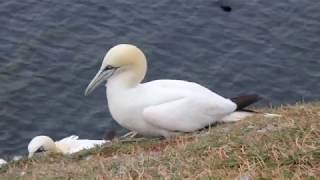 Lummenfels auf Helgoland [upl. by Ideih]