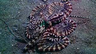 Mimic octopus Thaumoctopus mimicus Lembeh Strait North Sulawesi Indonesia December 2023 [upl. by Annetta285]