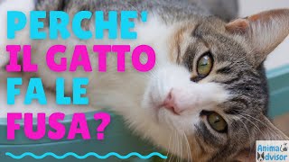 PERCHE I GATTI FANNO LE FUSA [upl. by Ormond]