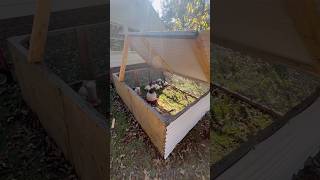 DIY meat chickens fresh grass daily homestead farmlife chicken [upl. by Polik]