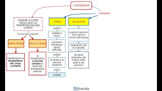 videomappa  scienze  11 1 gli animali i vertebrati 5 gruppi [upl. by Ravaj996]