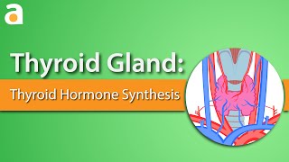 Thyroid Gland Thyroid Hormone Synthesis [upl. by Ttocs]