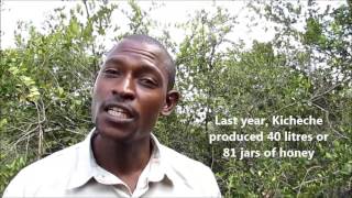 African Beekeeping at Kicheche Laikipia [upl. by Darice]