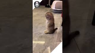 Hoàng thượng khi còn bé đáng yêu như nào 😂 shorts pets [upl. by Atauqal]