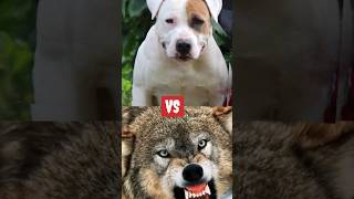 Pitbull Dog vs tiger wolf  tiger vs lion polarbear hyena pitbull pitbulldog viral shorts [upl. by Iduj66]