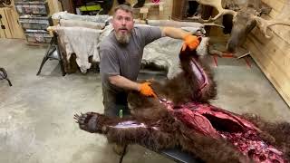 How to Skin a Bear Part 2 Skinning a Grizzly Bear alaska taxidermy taxidermist bearhunting [upl. by Paxton]