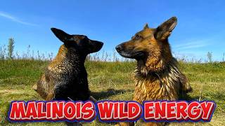 My Morning Experiment with Malinois and German Shepherd Went Viral [upl. by Howey114]