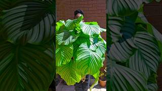 Calathea Orbifolia [upl. by Duquette161]