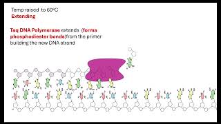 PCR Gel electrophoresis and DNA profiling OCR A ALevel Biology [upl. by Hsac]