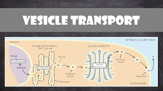 Vesicle Transport within Cells  Cell Biology [upl. by Fu262]