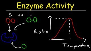 Factors Affecting Enzyme Activity  pH Temperature Competitive and Noncompetitive Inhibition [upl. by Llenrod]