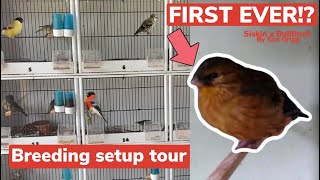 British Finch Breeding Set up tour  Reviewing Worlds first Siskin x Bullfinch [upl. by Manon]