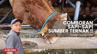 RACIKAN COMBORAN SAPI JUMBO KANDANG SUMBER TERNAK  SUMBER TERNAK FARM [upl. by Garling]