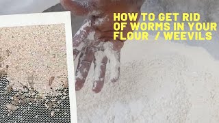 Get rid of worms weevils from your flour Cake flour Bread Flour Rice Flour Oat Four wheat four [upl. by Justino]