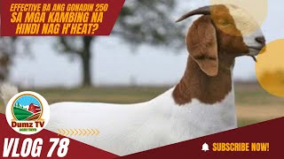 EFFECTIVE BA ANG GONADIN 250 SA MGA KAMBING NA HINDI NAG HHEAT DUMZ TV VLOG 78 [upl. by Andree205]