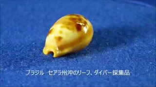 Cypraea surinamensis スリナムダカラ タカラガイ [upl. by Akired]