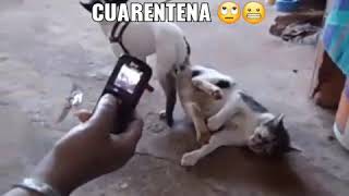 Perro cruza con gato se aparean😥😥 [upl. by Clarice]