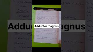 Adductor magnus shortnotes anatomy study shorts ytshorts youtubeshorts trendingshorts viral [upl. by Leinahtam]