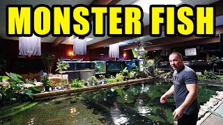 WORLDS LARGEST MONSTER FISH in home aquariums The king of DIY [upl. by Skiest890]