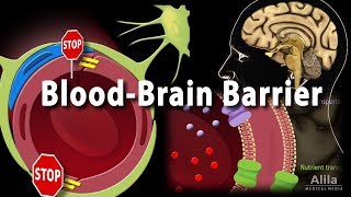 Blood Brain Barrier Animation [upl. by Eillim]