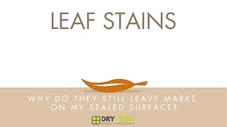 Porous Materials  Common Problems Leaf Stains [upl. by Linzy]