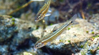 Managing Moapa Dace at Warm Springs Natural Area [upl. by Artur965]