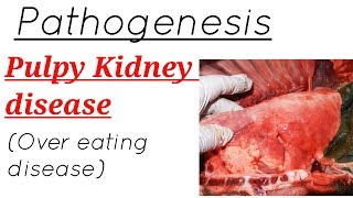 Pathogenesis  PULPY KIDNEY DISEASE  OVER EATING DISEASE  fully explained [upl. by Yenahc]