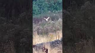 Graceful Barn Owl flying in search of food barnowl owl [upl. by Audrye]