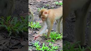 Precious Interaction Lyra and Buddies Guide Adorable Lizard Back to Its Home [upl. by Zucker]