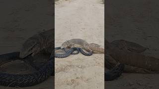 Cobra Snake bites the Monitor Lizard amp Lizard bites the Snake tailsnakelizardfightwildJogiTv [upl. by Aciram]