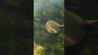 Río Paranapanema fishing viralvideo alanpescador [upl. by Fuld242]