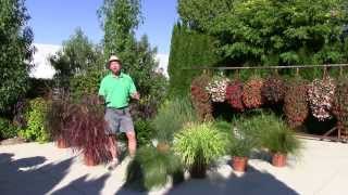 Ornamental Annual Grasses  Part 1 [upl. by Nickey235]