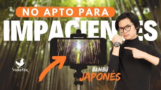 El Impresionante Crecimiento del Bambú Japonés Una Lección de Vida [upl. by Atterol]