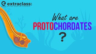 What are Protochordates  Biology  Sub Phylum of Chordata  Animal Kingdom  Protochordata [upl. by Kentiggerma898]