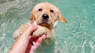 Teaching Labrador Puppies How To Swim [upl. by Veriee]