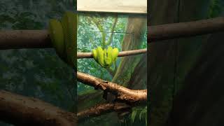 Green Tree Python  Toronto Zoo [upl. by Ahsyla]