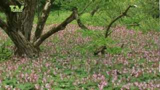 Rotsooievaarsbek  Geranium macrorrhizum  bigroot geranium  rock cranesbil [upl. by Nilpik]