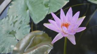 Nymphaea ‘Turtle Island Fay McDonald’ HXT™ Hardy Water Lily [upl. by Pennie]