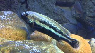 Male melanochromis auratus [upl. by Dragon847]