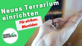 Terrarium einrichten für afrikanische Mantiden  Phyllocrania paradoxa [upl. by Erasmo]