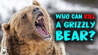 6 Animals That Could Defeat A Grizzly Bear [upl. by Lady]